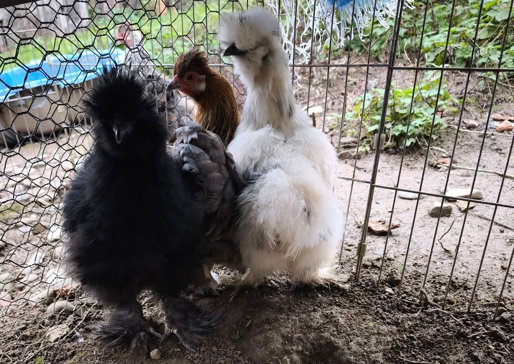   Coq de soie  
