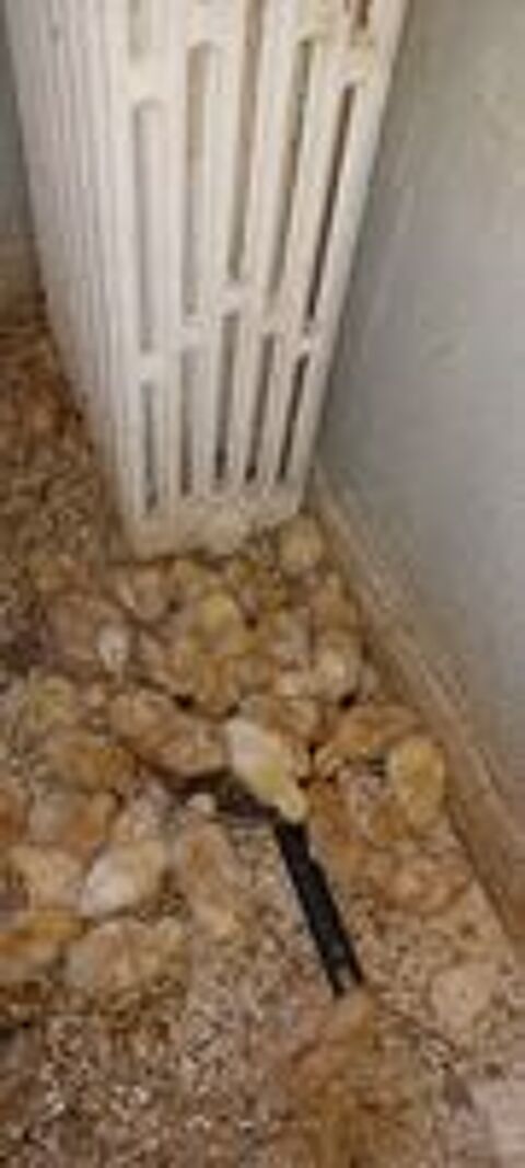   des poussins ?. Pondeuses et blanche grise rousses 