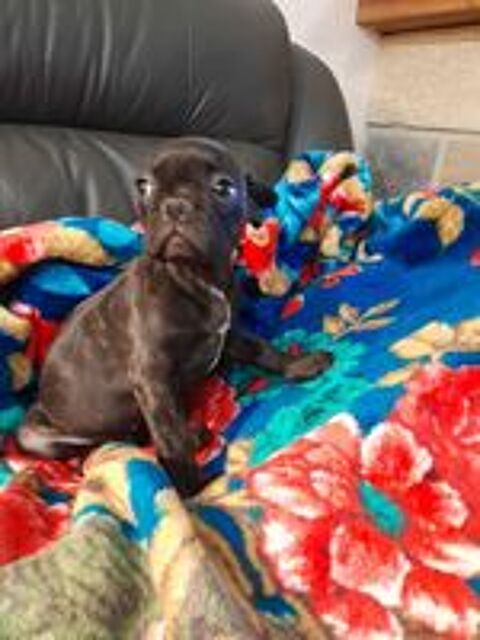  bouledogue français 