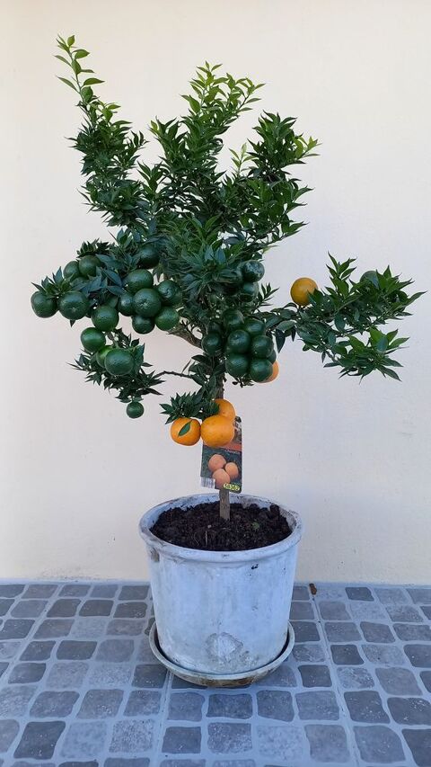 Plante Chinotto orange 50 La Roche-sur-Yon (85)