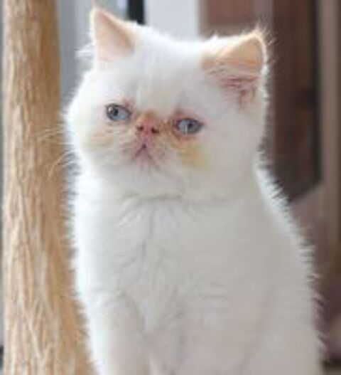  CHATONS EXOTIC SHORTHAIR persan poil court COLOURPOINT LOOF  