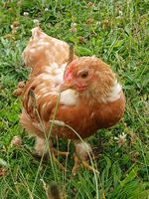   poussin  