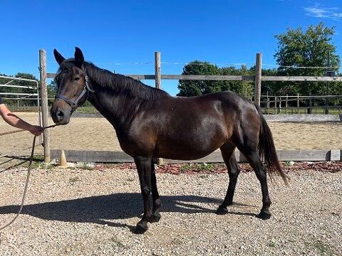 cheval, poulini&egrave;re 1200 71580 Le fay