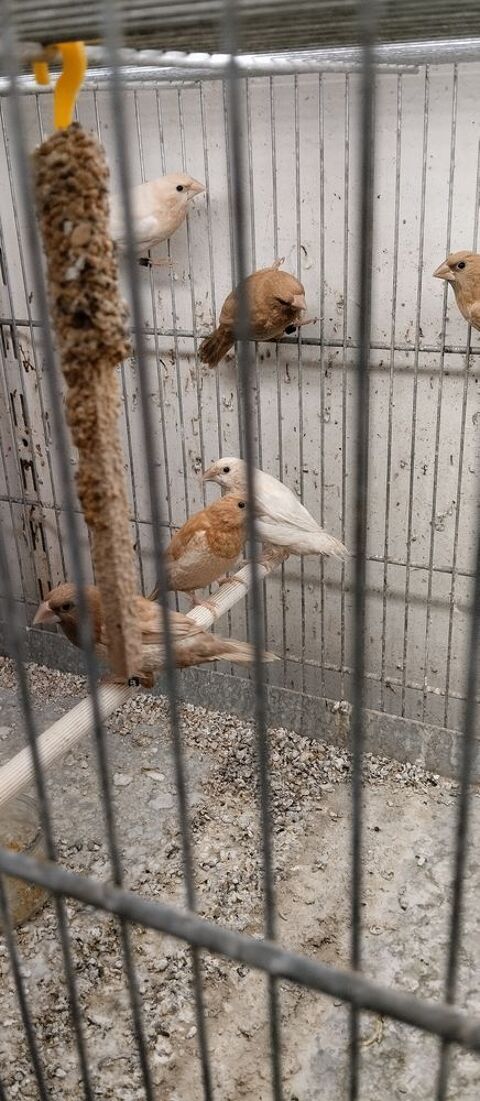 Bonjour surplus de moineaux du Japon non sexé disponible 0 60000 Beauvais