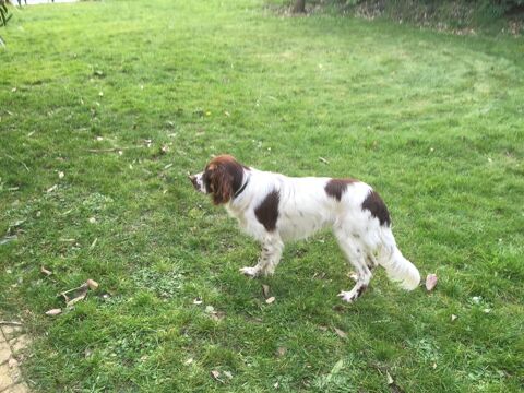 Chiots Epagneul Fran&ccedil;ais 950 56700 Sainte-h�l�ne