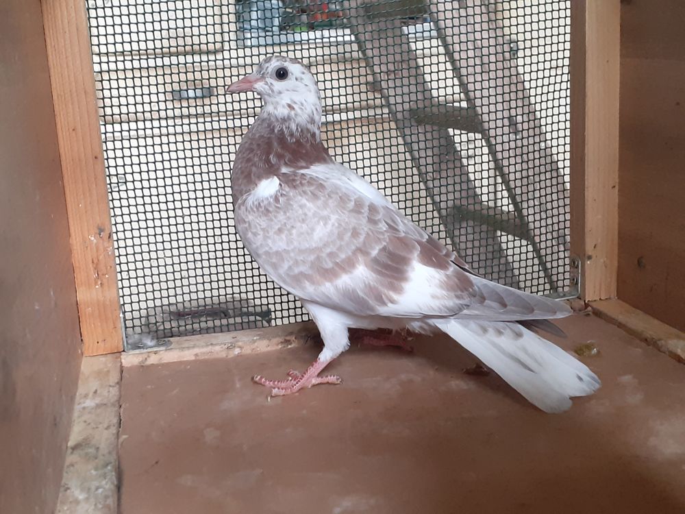   JEUNES PIGEONS COULEUR MOSAIQUE 