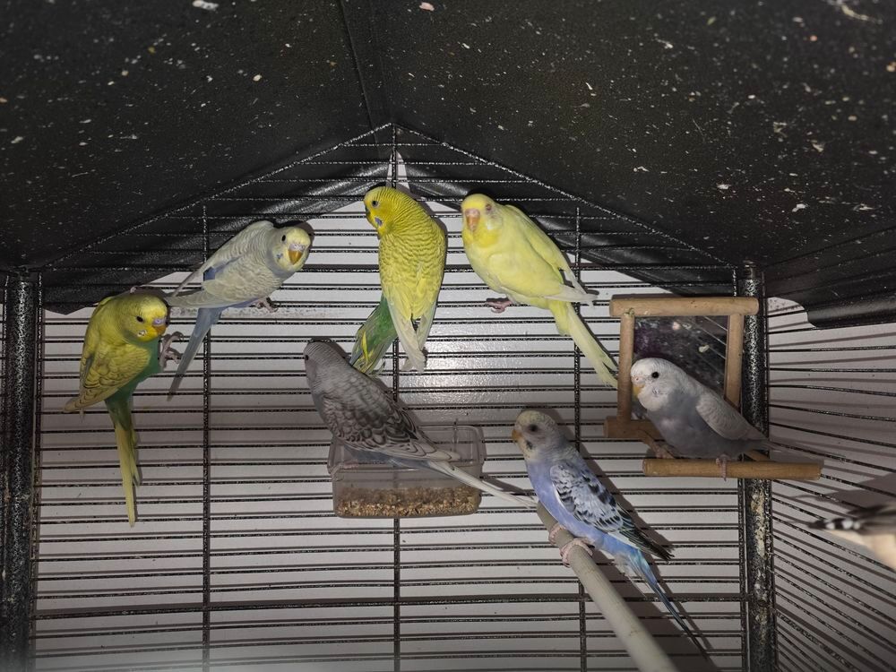   Perruchons de l'année 