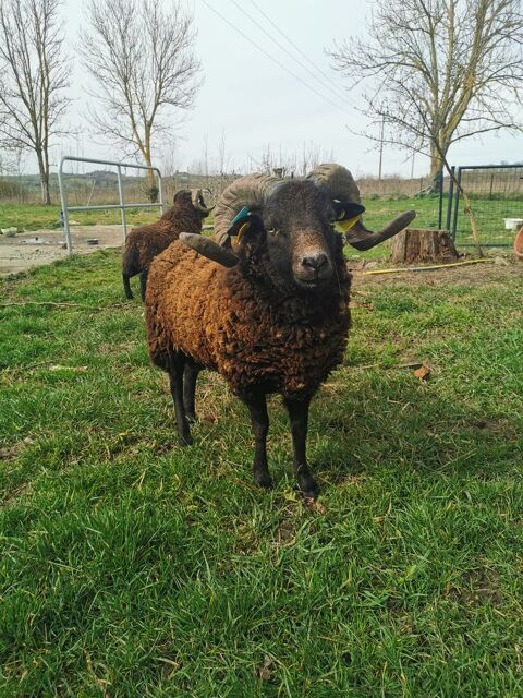 Mouton d'ouessant 70 81700 Poudis