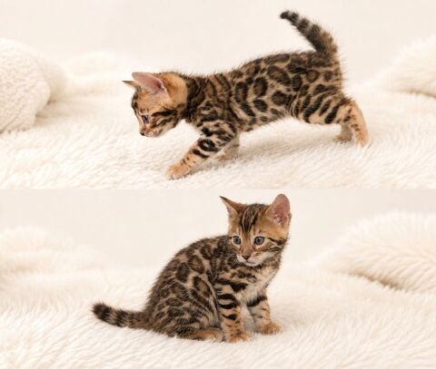Bengal haute lign&eacute;e 1800 91170 Viry-ch�tillon