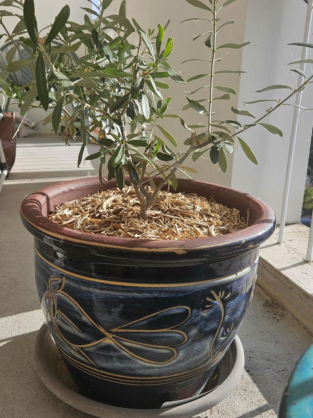GROS POTS pour v&eacute;randa jardin balcon Jardin