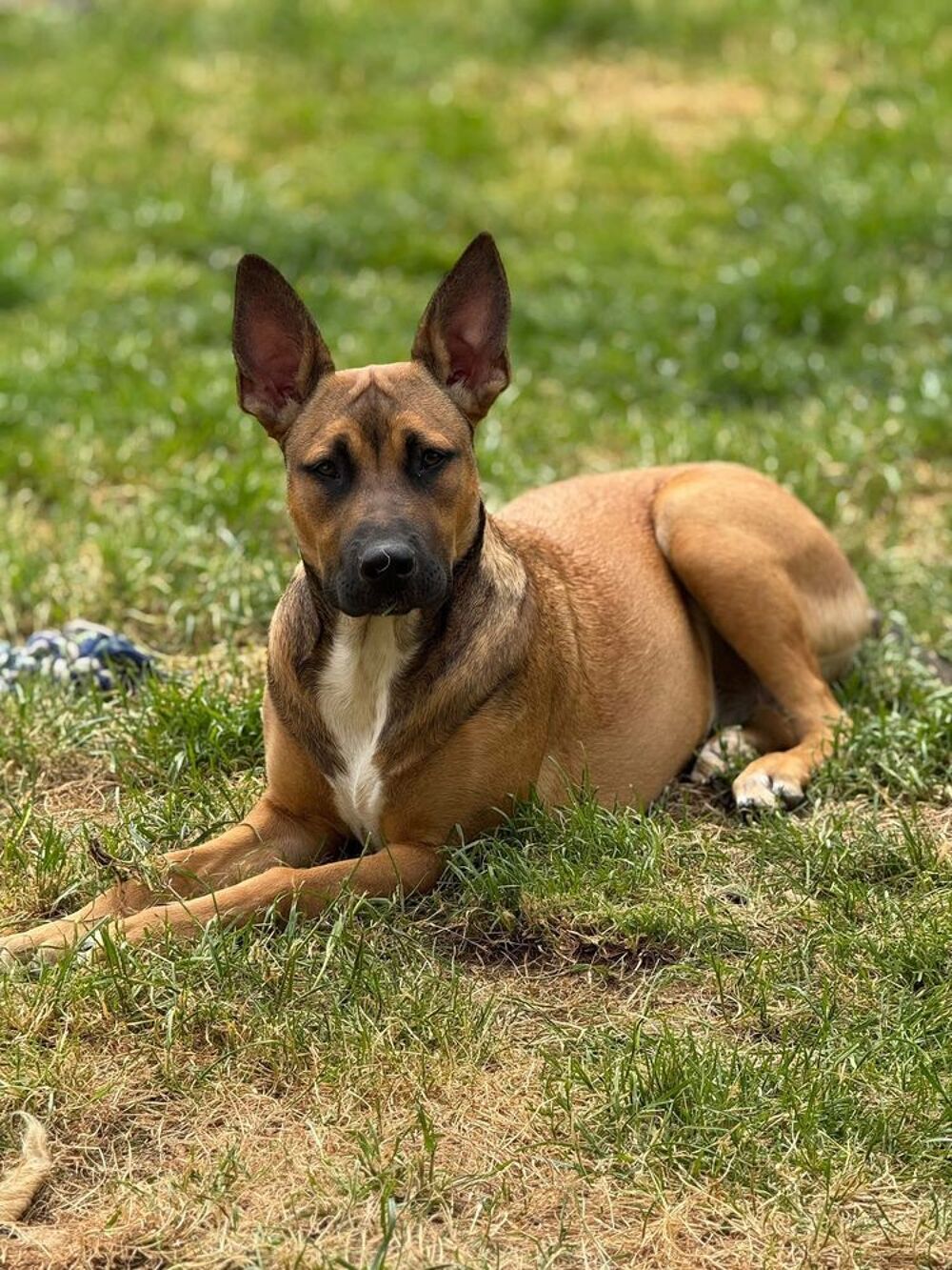   Vaiana, croisée malinoise à adopter 