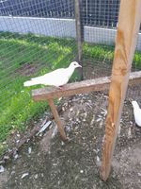   Oiseaux 