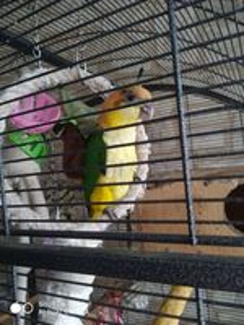   Perruche caique  