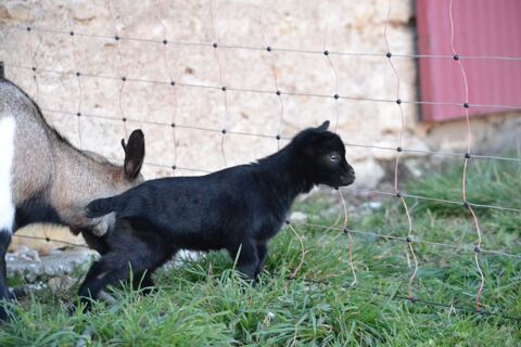 Chevrette naine aux yeux bleus 400 18190 Ch�teauneuf-sur-cher