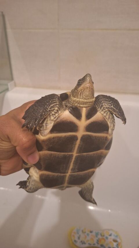 Tortues d'eau douce 230 78440 Porcheville