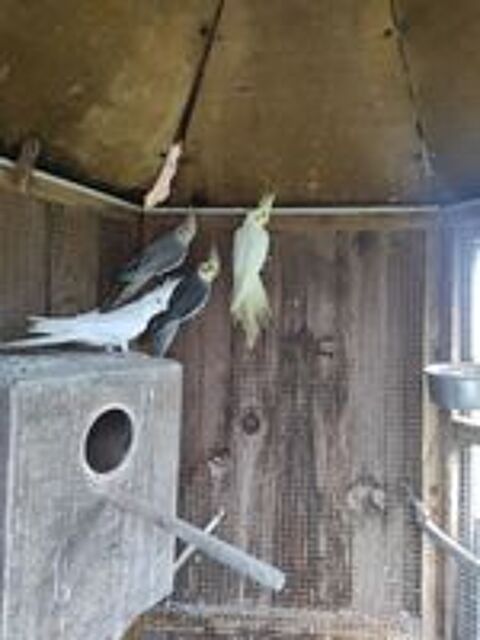   Bonjour deux femelles Calopsitte 