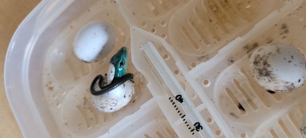   Gastropholis prasina  
