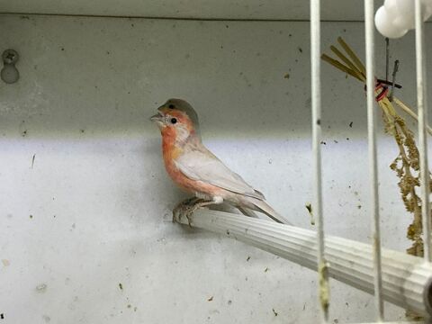 Roselin du Mexique opale 100 78130 Les mureaux