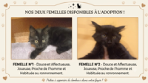   Adorables chatons  