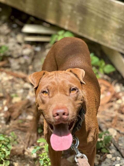 Pollux, mâle croisé shar pei, né le 03/06/2024  &#128054; 380 93000 Bobigny