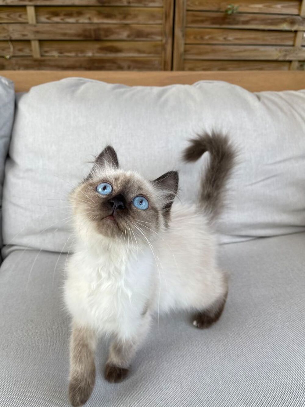   Femelle type ragdoll 