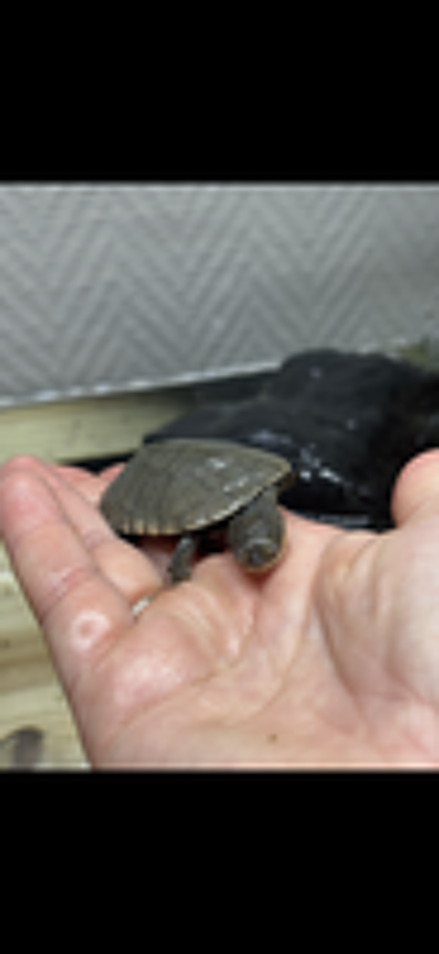   TORTUE D'EAU 
