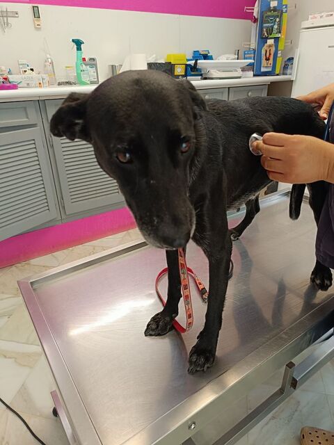 Cachou, une petite louloute toute douce 350 56000 Vannes