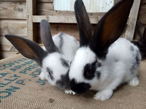 Lapins et lapines G&eacute;ant Papillon Fran&ccedil;ais 40 17690 Angoulins