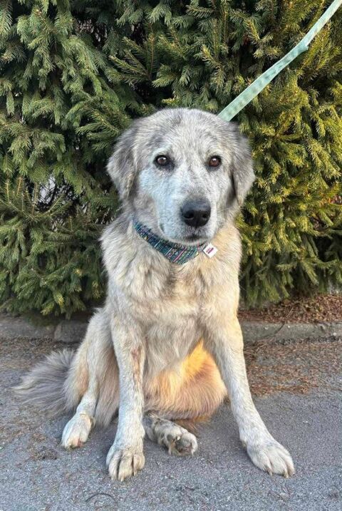 Sveska Jolie femelle crois&eacute;e de 5/6 ans 260 59300 Aulnoy-lez-valenciennes