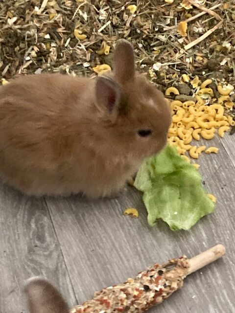 Lapin nain, la lapine nain a eu de très beau lapereaux, 57460 Behren-lès-forbach