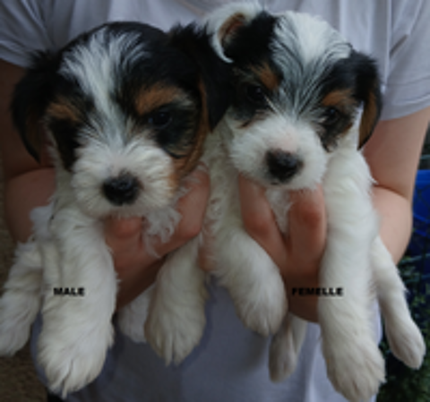   Biewer tricolores chiots 1M:5F 