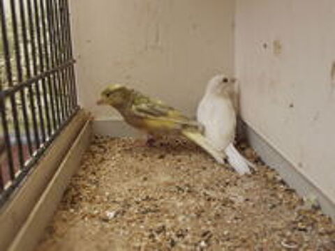   canaris raza 