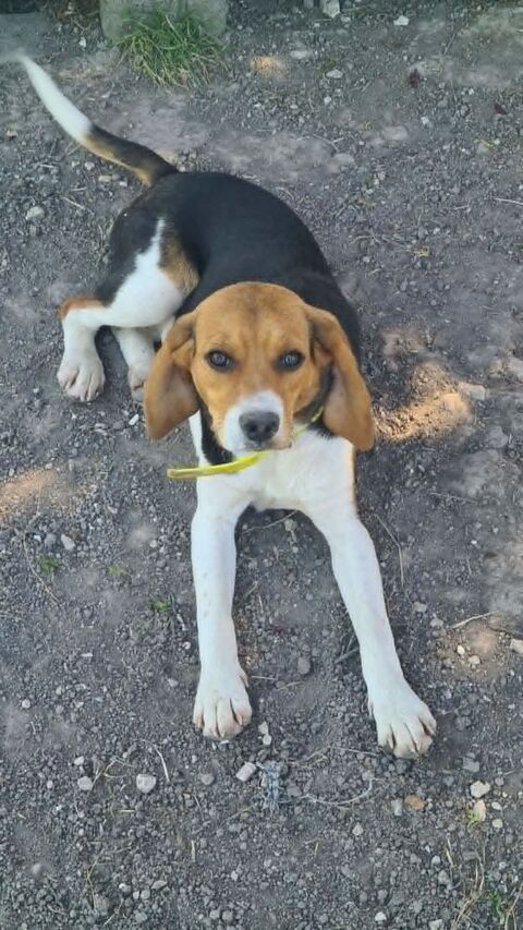 AYA femelle type beagle 8 mois 250 24600 Rib�rac