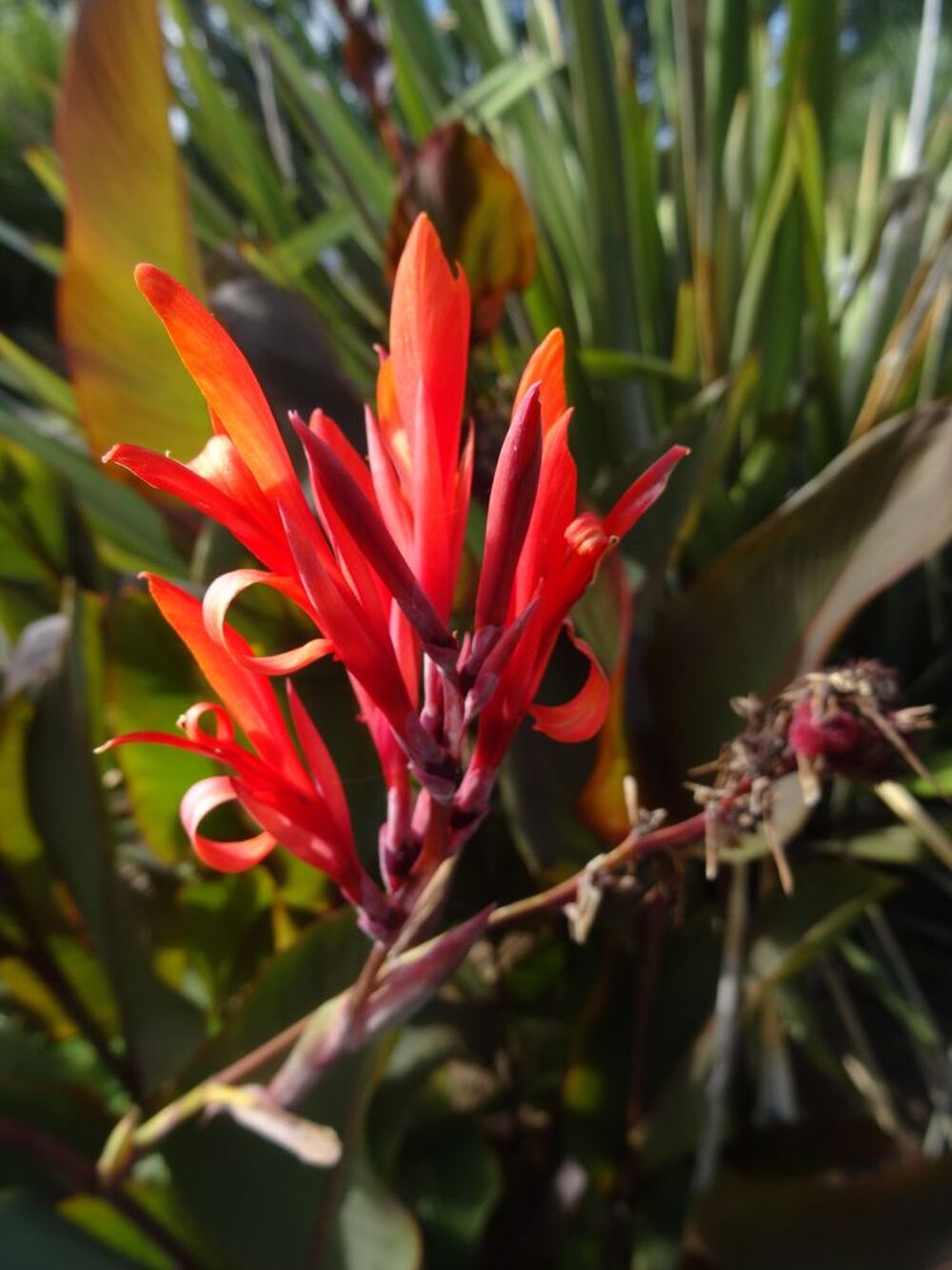 Graines de cannas diff&eacute;rentes vari&eacute;t&eacute;s et couleurs ... Jardin