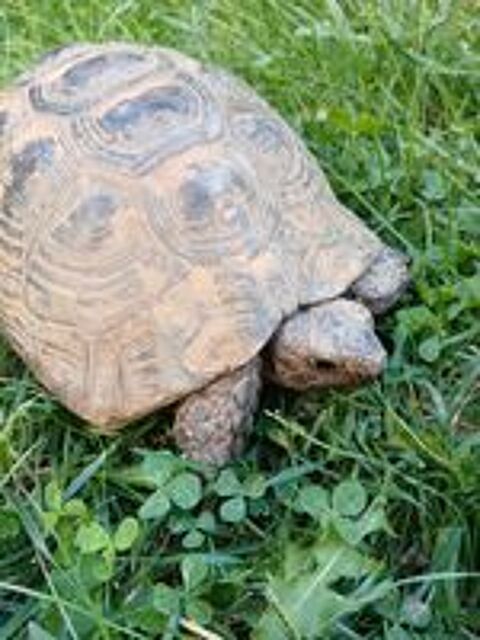   Tortue Testudo graeca ibera mâle 55 ans 
