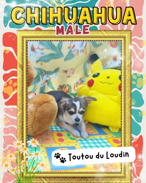 Chiot chihuahua m&acirc;le poils longs 600 18140 Précy