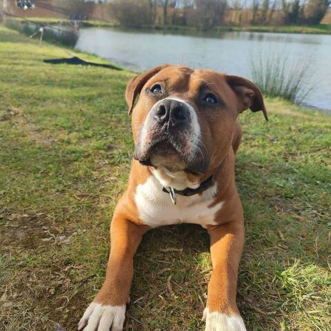 Nelson 365 62710 Courrires