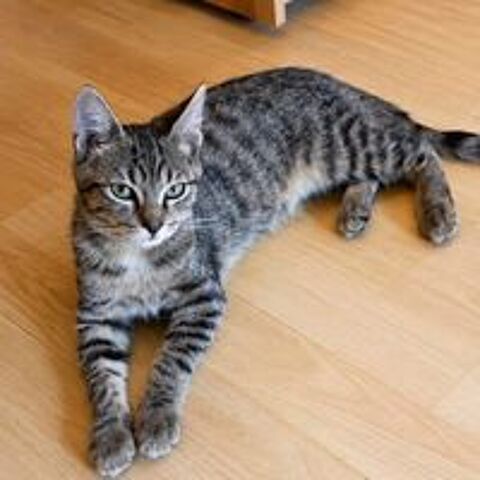   Camaïeu - adorable chaton 