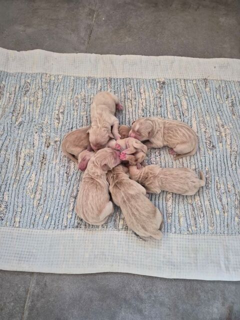 GOLDEN RETRIEVER non LOF 1000 72250 Parign�-l'�v�que