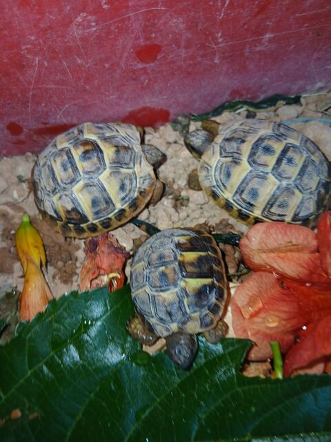 Tortues de terre
0 13100 Aix-en-provence