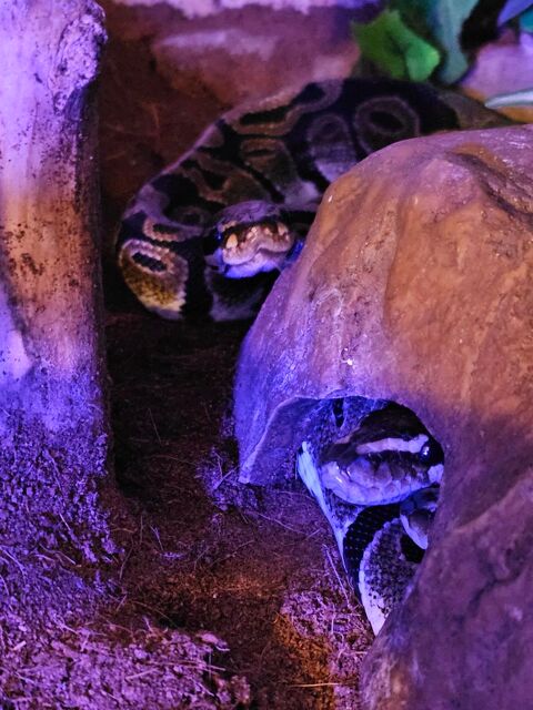 Pythons regius 50 84200 Carpentras