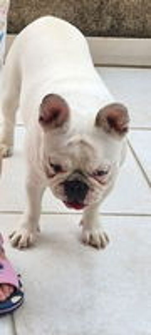   Bouledogue Français : LOF-9b.f.136682
2025030235 