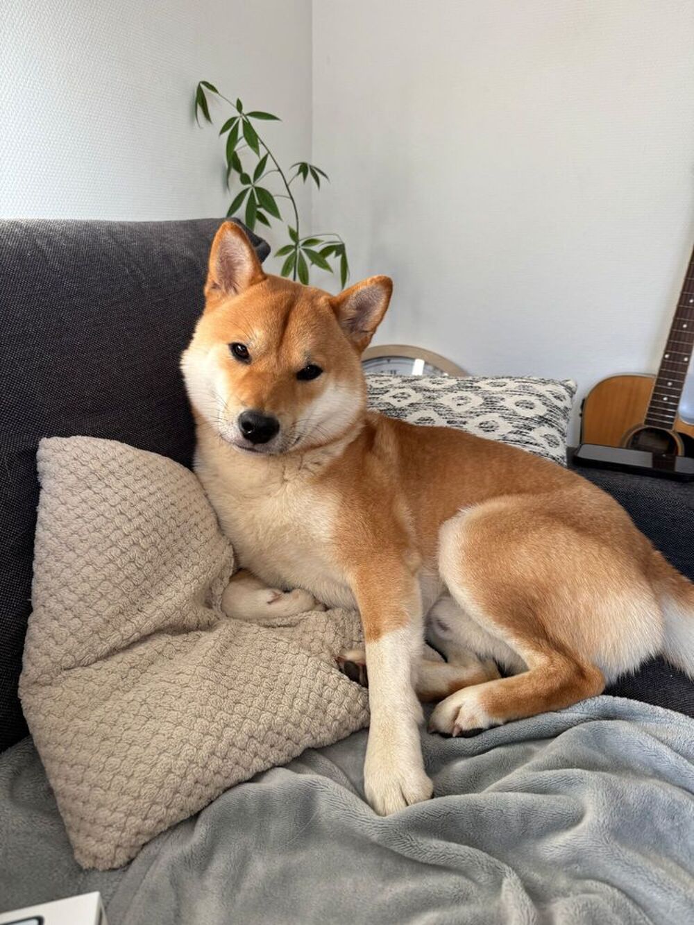   Mâle Shiba Inu disponible pour saillie 