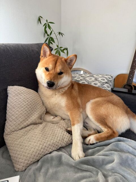 M&acirc;le Shiba Inu disponible pour saillie 350 94230 Cachan