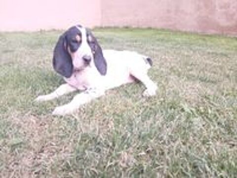   Donne 2chiots petit bleu de Gascogne 