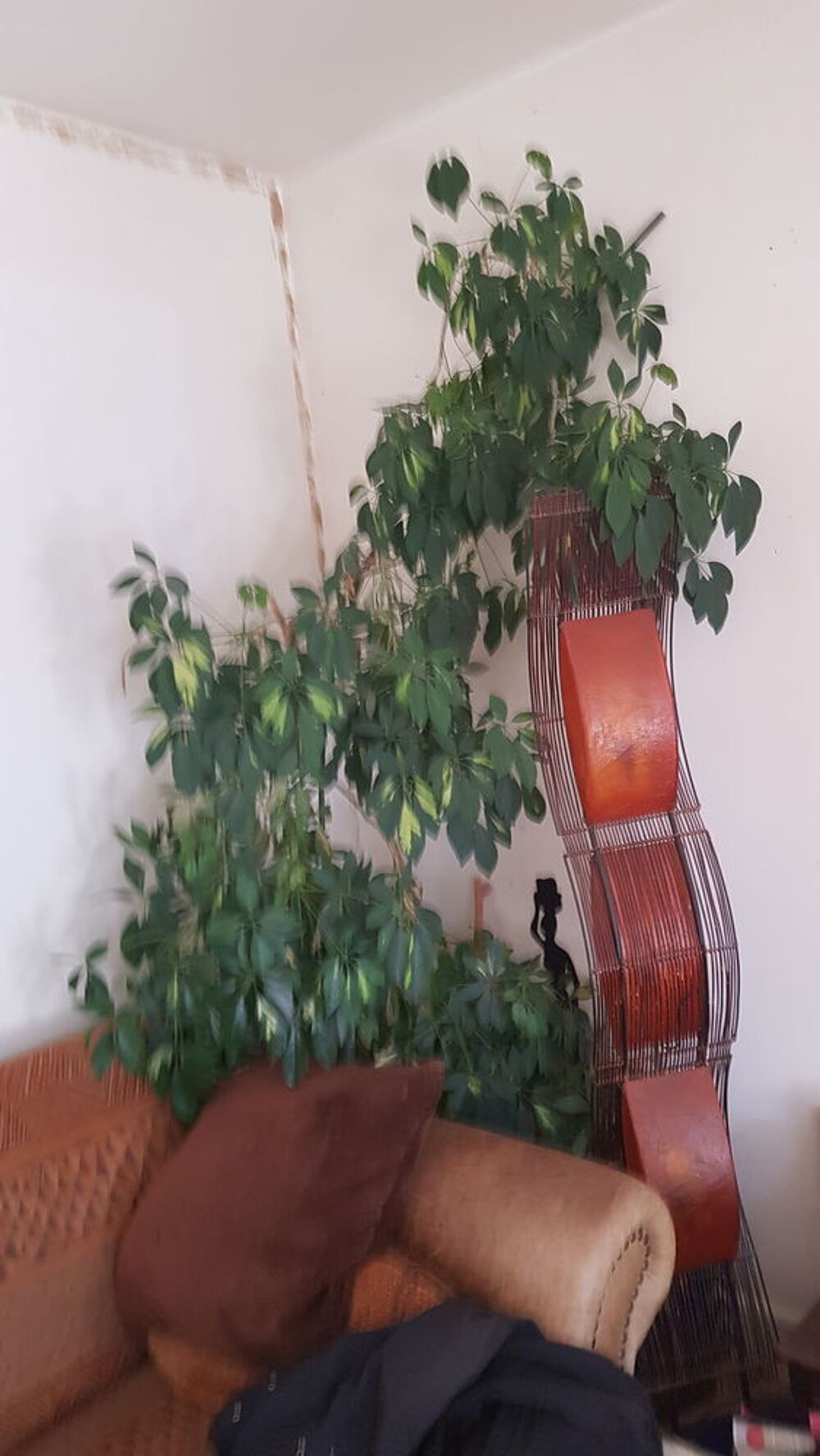 Grande et belle plante
Meubles