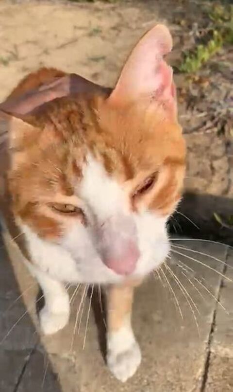 RAMSES 95610 ragny