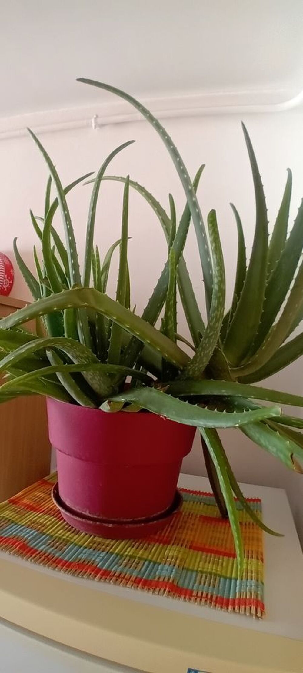aloe vera naturel de fuerteventura Jardin