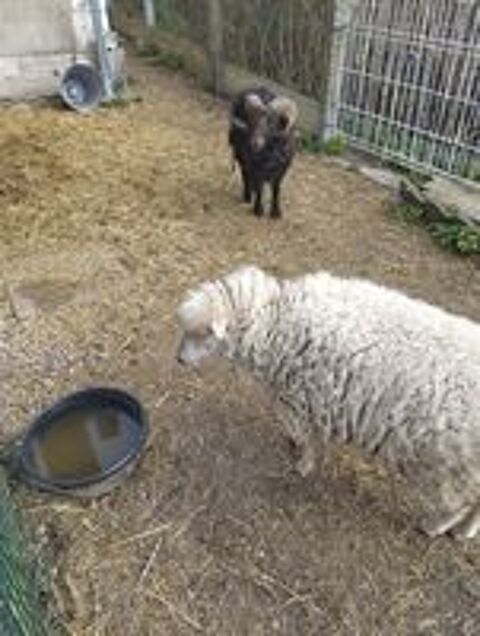   Couple mouton ouessant 