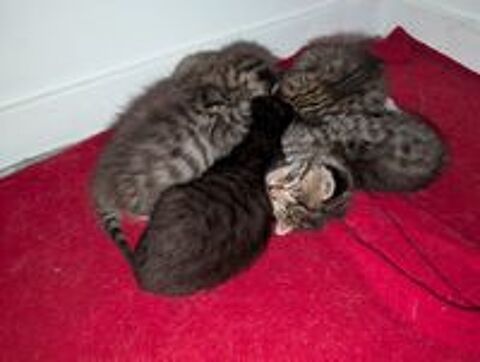   Chaton Croiser sacrée birmanie British et main coon, 